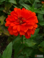 Zinnia violacea Orange